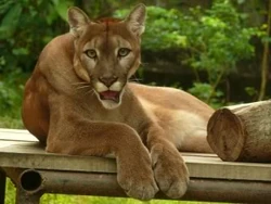 Cougar