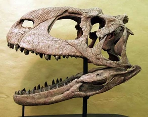 Rajaskull
