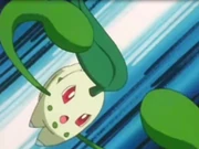 EP148 Chikorita usando látigo cepa