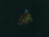 CattailGrouper