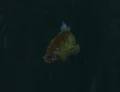 CattailGrouper.jpg