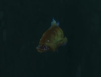 CattailGrouper