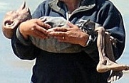Muerte de Dobby