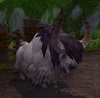 PrizeShagskin
