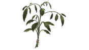 Dried-nettle