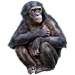 Item bonobo 01