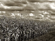 Cornfield