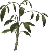 Dried-nettles-lrg