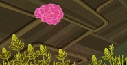 Brain Card