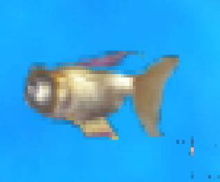 orange snooper fish tycoon