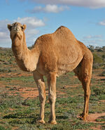 CamelOz