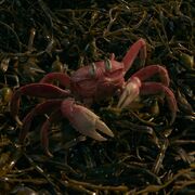 Sebastian