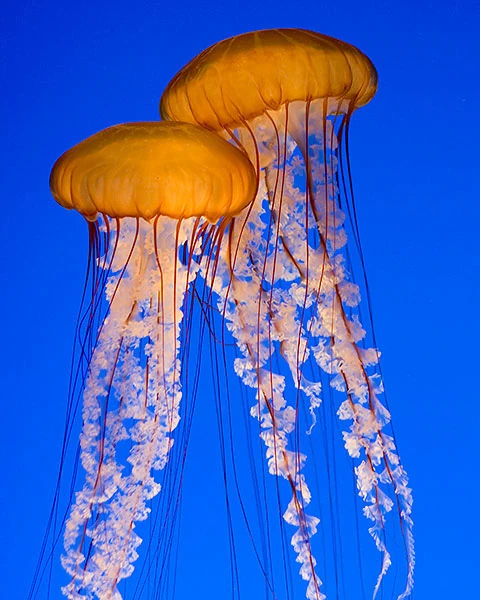 jelly