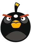 Black bird