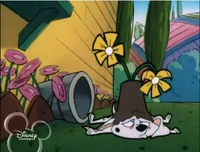 Cadpig with a flower on her
