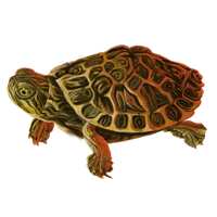 Huge item cooter 01