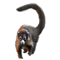 Huge item whitenosedcoati 01