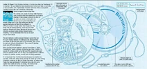 Cutter cd (1046x493)