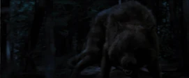 Collin-wolf-20015001
