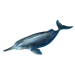 Item yangtzeriverdolphin 01