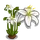 Kerry Lily-icon
