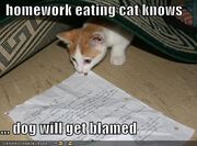 Funny pictures homework eating cat Funny cats and dogs pics-s438x324-49243-580