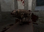 PIGGEH!