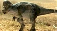 Fauna2-1-
