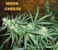 Moon cheese 005.JPG
