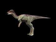 Pachycephalosaurus 782 600x450