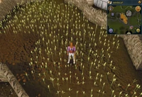 Emote clue Think Lumbridge wheat field