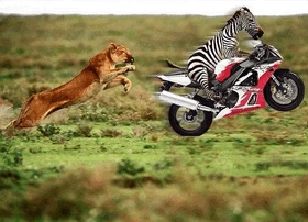 Zebra