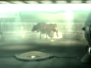 Brahmin spawned MZ
