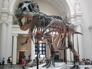 2005-0814-t-rex-skeleton