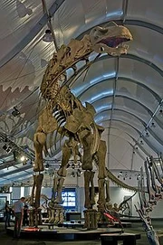 220px-Argentinosaurus DSC 2943