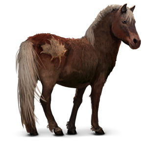 Wild_-_Sable_Island_Pony.png