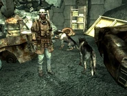 Scavenger dogs