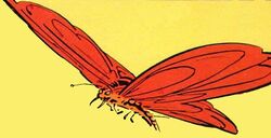 Schmetterling Antares