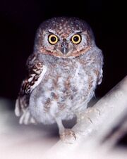Species-Micrathene-whitneyi-6
