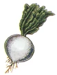 Gysahl Greens FFIII Art