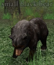 Small black bear