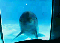 The adorable dolphin