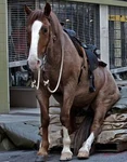 Banhorse1