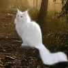 RealRandomKitten