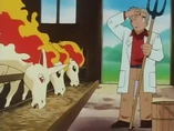 EP067 Ponyta y Rapidash