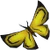 Yellow soporith moth detail