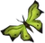 Green soporith moth detail