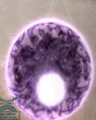 VagrantSoul FFXII