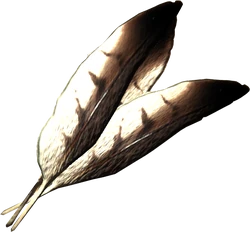 Hawk feathers