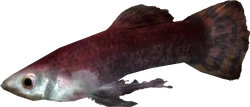 Cyrodillic spadetail